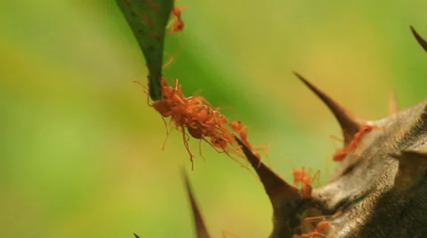 Ants Stock Footage 30629188