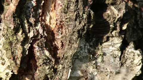 Ants Stock Footage 33625475