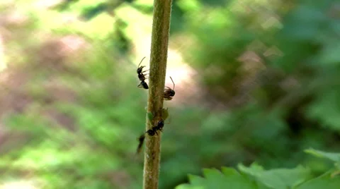 Ants Stock Footage 33715192