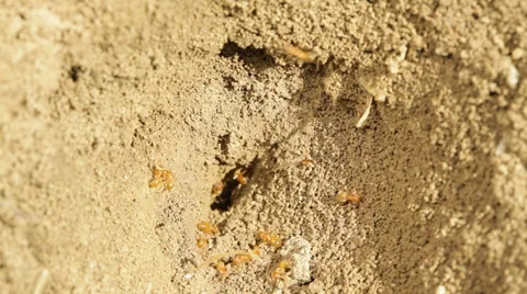 Ants Stock Footage 35762371