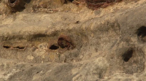 Ants Stock Footage 36572406