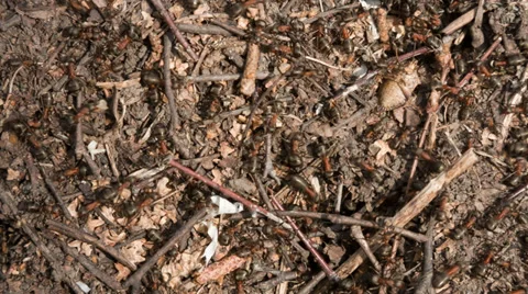 Ants Stock Footage 37237950