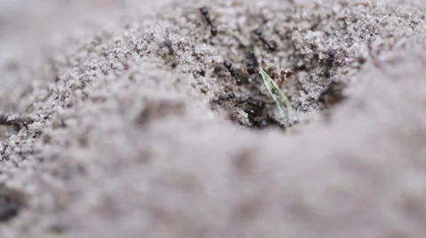 Ants Stock Footage 38345083