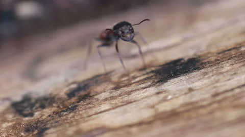 Ants Stock Footage 47861846