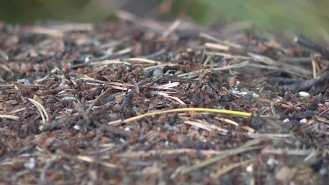 Ants Vídeo Stock 72773420