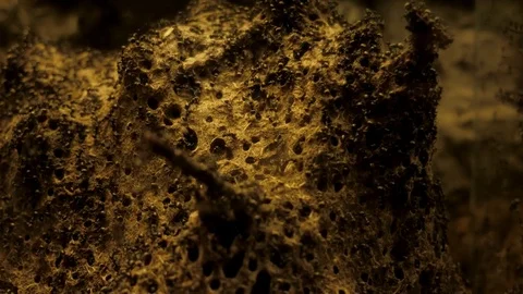 Ants Stock Footage 76696317