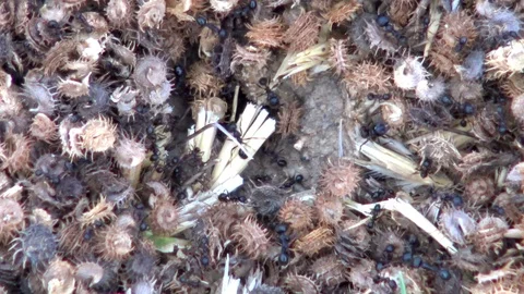 Ants 스톡 동영상 77059016