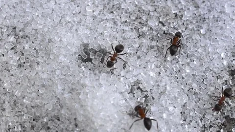 Ants Stock Footage 77134794