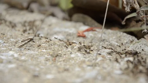 Ants Stock Footage 77748110