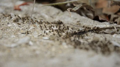 Ants Stock Footage 77748131