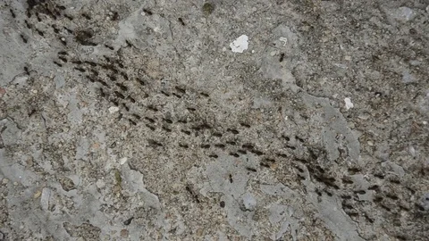 Ants Stock Footage 77748158