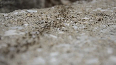 Ants 스톡 동영상 77748233