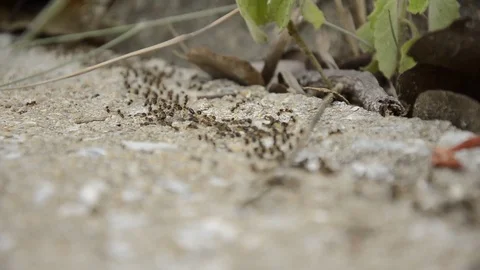Ants 스톡 동영상 77748284