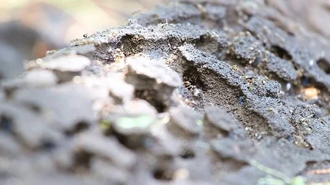 Ants 库存影片 78411363