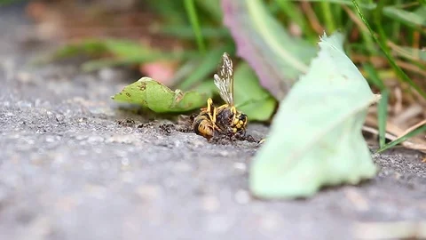 Ants 库存影片 78412392