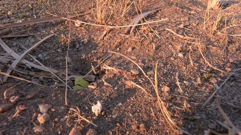 Ants Stock Footage 79800820