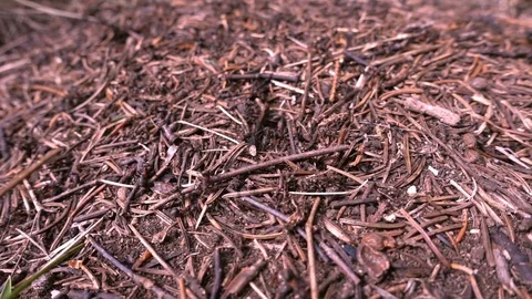 Ants Stock Footage 80734204