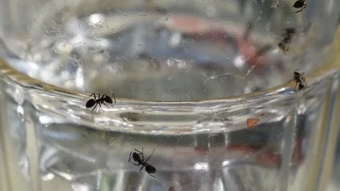 Ants Stock Footage 81171032