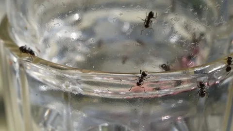 Ants Stock Footage 81171163