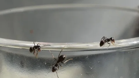 Ants Stock Footage 81171757