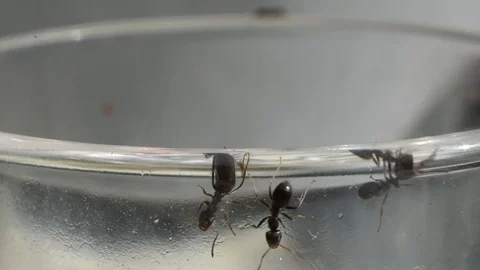 Ants Stock Footage 81171964