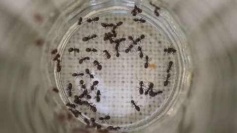 Ants Stock Footage 81201652