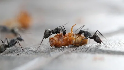 Ants Stock Footage 81483873