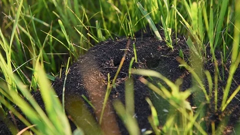 Ants Stock Footage 88072756