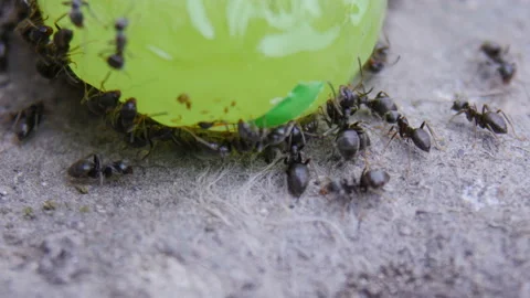 Ants Stock Footage 88465471