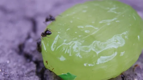 Ants Stock Footage 88466050