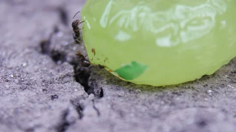 Ants Stock Footage 88466346