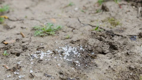 Ants Stock Footage 88472246