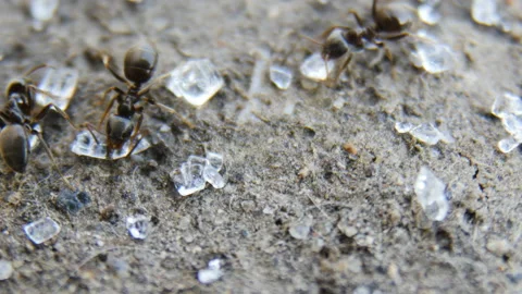 Ants Stock Footage 88484502