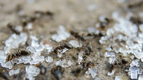 Ants Stock Footage 88485989