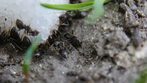 Ants Stock Footage 88486793