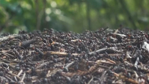 Ants 動画素材 91075307