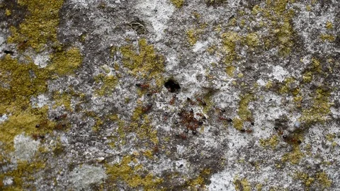 Ants Stock Footage 94442957