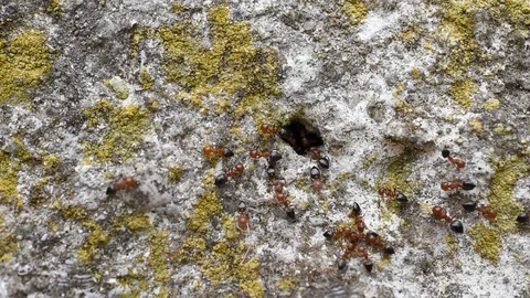 Ants Stock Footage 94443194
