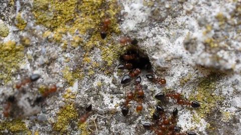 Ants Stock Footage 94443324