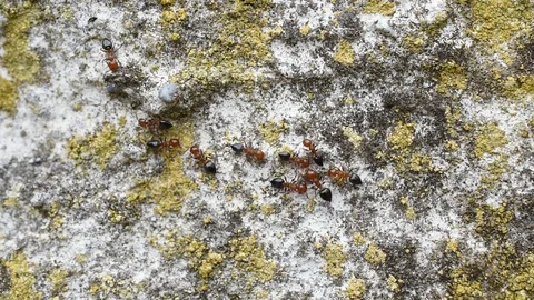 Ants Stock Footage 94570784