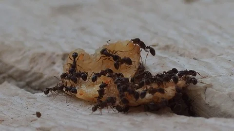 Ants Stock-Footage 95200143