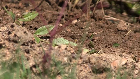 Ants Stock Footage 95959234