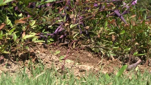 Ants Stock Footage 95959245