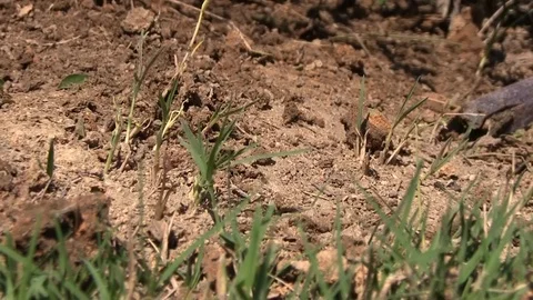 Ants Stock Footage 95959409