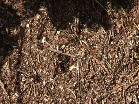 Ants Stock Footage 98232316