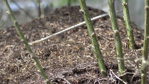 Ants 動画素材 98440997