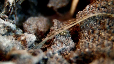 The ants Stock Footage 100659907