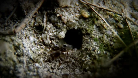 The ants Stock Footage 100659941
