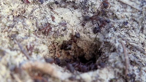 The ants Stock Footage 100659974