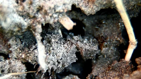 The ants Stock Footage 100660098